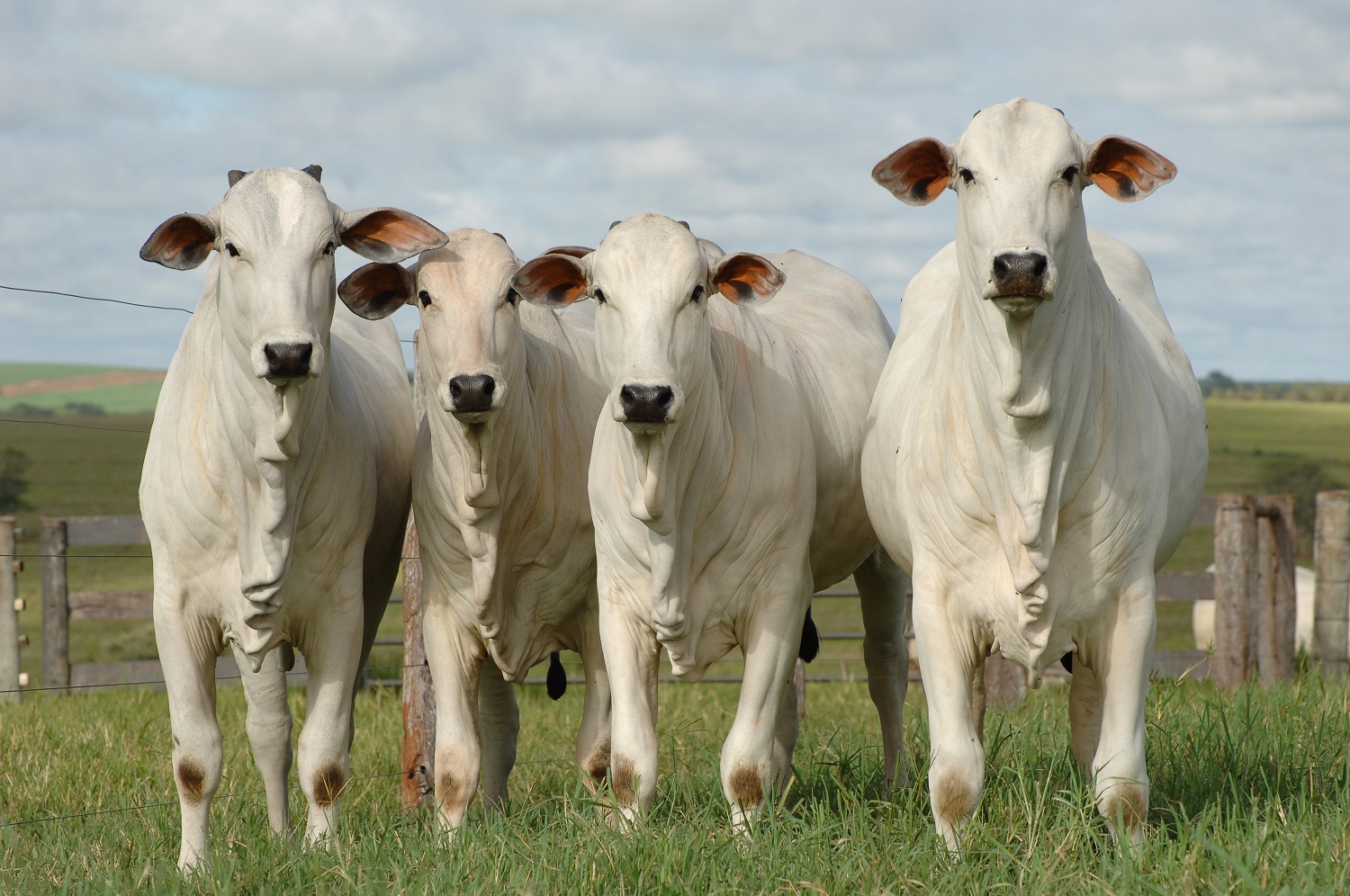 М'ясна худоба