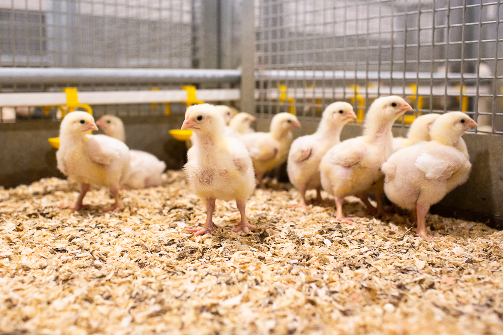 Koudijs_select your region.jpg