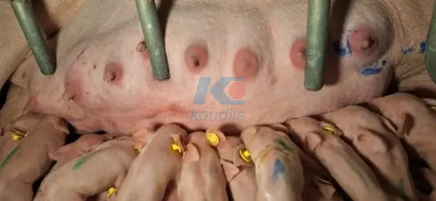 характеристика вимені свиноматки